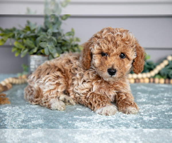 Medium Photo #2 Poodle (Miniature) Puppy For Sale in WOLCOTTVILLE, IN, USA