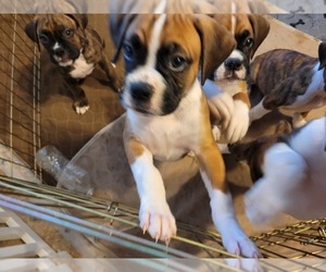 Boxer Puppy for sale in ROUND ROCK, TX, USA