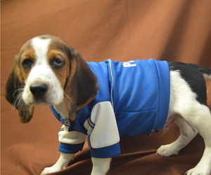 Beagle Puppy for sale in PATERSON, NJ, USA