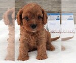 Small Photo #21 Cavapoo Puppy For Sale in CARLISLE, KY, USA