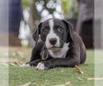 Small #9 Labrador Retriever Mix