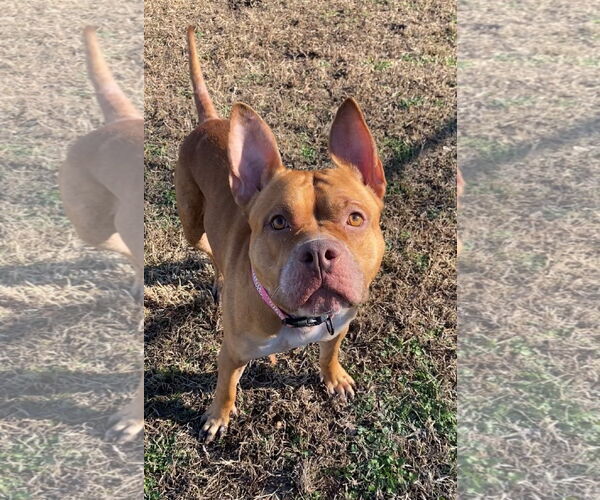 Medium Photo #3 American Pit Bull Terrier-Unknown Mix Puppy For Sale in Virginia Beach, VA, USA