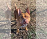 Small #2 American Pit Bull Terrier Mix