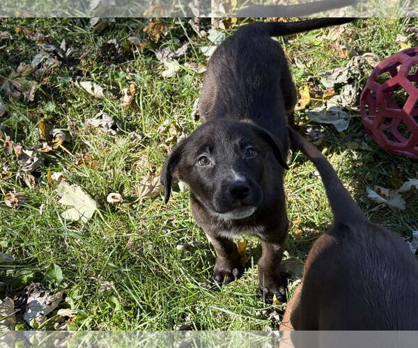 Medium Photo #1 Siberian Husky-Unknown Mix Puppy For Sale in Fenton, MO, USA