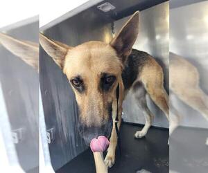 German Shepherd Dog Dogs for adoption in San Antonio, TX, USA