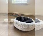 Small #2 Labrador Retriever Mix