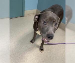 American Pit Bull Terrier-Unknown Mix Dogs for adoption in Newton, NC, USA