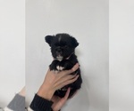 Small French Bulldog