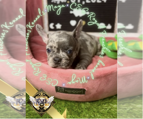 Medium Photo #12 French Bulldog Puppy For Sale in ATHENS, GA, USA