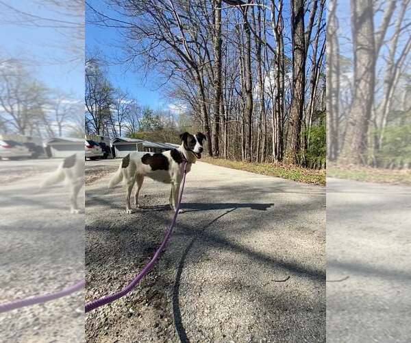 Medium Photo #2 Feist Terrier-Unknown Mix Puppy For Sale in Frenchburg, KY, USA