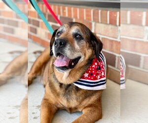 Mutt Dogs for adoption in Bellmawr, NJ, USA