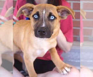 Siberian Husky-Unknown Mix Dogs for adoption in Carrollton, TX, USA