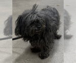 Small Poodle (Miniature) Mix