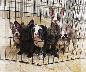 French Bulldog Puppy for sale in MANSFIELD, TX, USA