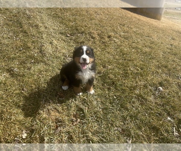 Medium Photo #7 Bernese Mountain Dog Puppy For Sale in ATHENS, WI, USA