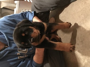 Rottweiler Puppy for sale in OWOSSO, MI, USA