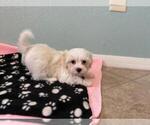Small #1 Havanese