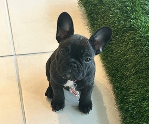 French Bulldog Puppy for sale in HAINES CITY, FL, USA