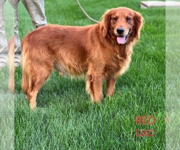 Medium Photo #1 Golden Retriever Puppy For Sale in FREDERICKSBURG, OH, USA