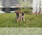 Small Photo #10 German Shepherd Dog Puppy For Sale in HOLLYWOOD, FL, USA
