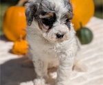 Small Photo #65 Miniature Bernedoodle Puppy For Sale in GOSHEN, IN, USA
