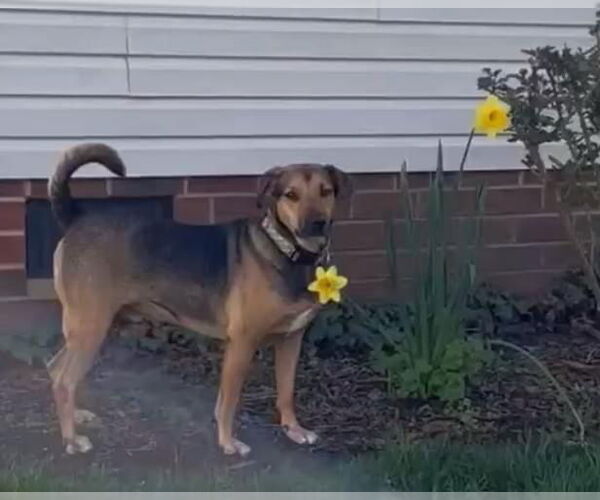 Medium Photo #13 Beagle-Unknown Mix Puppy For Sale in Virginia Beach, VA, USA