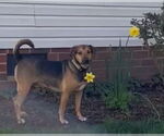 Small #12 Beagle Mix