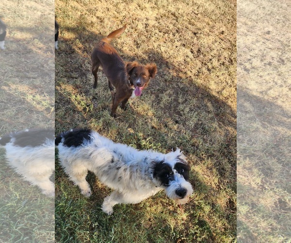 Medium Photo #3 Australian Shepherd-Unknown Mix Puppy For Sale in Grafton, WI, USA