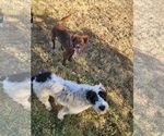 Small #2 Australian Shepherd Mix