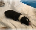 Small Photo #2 Australian Shepherd Puppy For Sale in GLASTONBURY, CT, USA