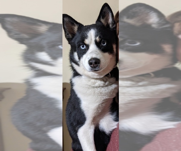 Medium Photo #1 Pomsky-Siberian Husky Mix Puppy For Sale in CENTRALIA, MO, USA
