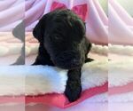 Small Photo #25 Goldendoodle Puppy For Sale in DYERSBURG, TN, USA