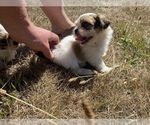 Small Photo #25 Shih Tzu Puppy For Sale in VENETA, OR, USA