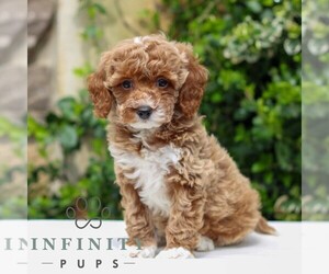 Goldendoodle (Miniature) Puppy for sale in EAST EARL, PA, USA