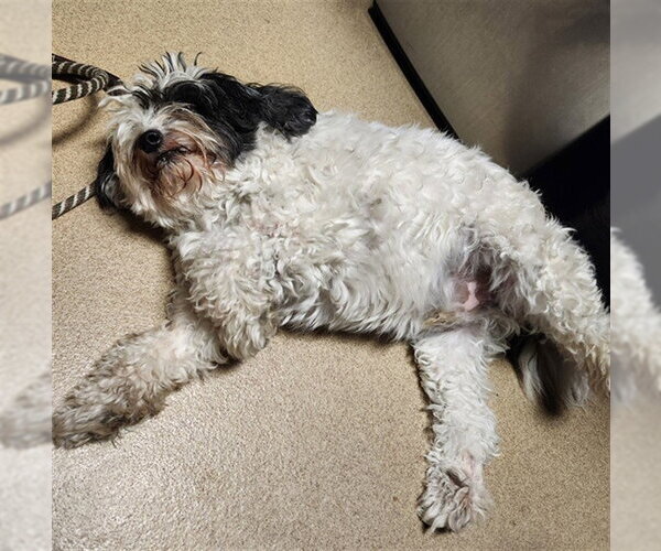 Medium Photo #1 Poodle (Miniature)-Unknown Mix Puppy For Sale in Plano, TX, USA