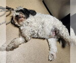 Small Poodle (Miniature) Mix