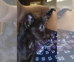 Small #4 Poodle (Toy)-YorkiePoo Mix