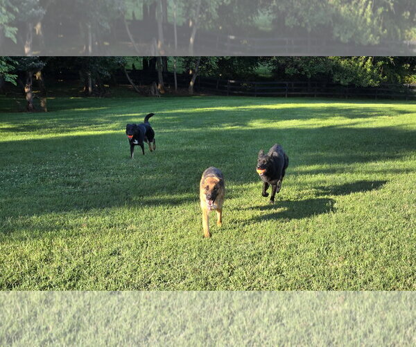 Medium Photo #13 German Shepherd Dog Puppy For Sale in Centreville, VA, USA