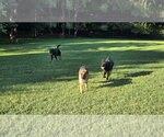 Small #12 German Shepherd Dog