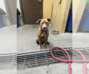 Mutt Dogs for adoption in Stockton, CA, USA