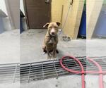 Small Mutt