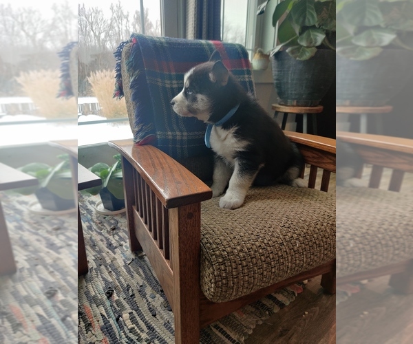 Medium Photo #7 Siberian Husky Puppy For Sale in AUBURN, NY, USA
