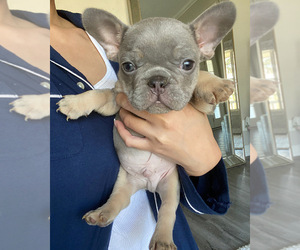 French Bulldog Puppy for sale in ATLANTA, GA, USA