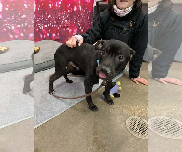 Medium Photo #4 American Pit Bull Terrier-Unknown Mix Puppy For Sale in Strongsville, OH, USA