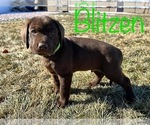 Small Photo #2 Lab-Pointer-Labrador Retriever Mix Puppy For Sale in WEST POINT, UT, USA