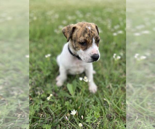 Medium Photo #23 Labrador Retriever-Unknown Mix Puppy For Sale in Rosenberg, TX, USA