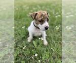Small #22 Labrador Retriever Mix