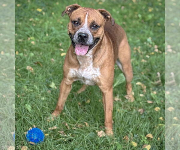 Medium Photo #3 American Staffordshire Terrier-Boxer Mix Puppy For Sale in Huntley, IL, USA