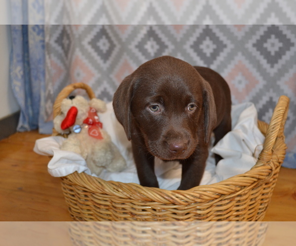 Medium Photo #2 Labrador Retriever Puppy For Sale in GREENWOOD, WI, USA