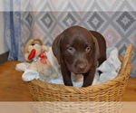 Small #1 Labrador Retriever